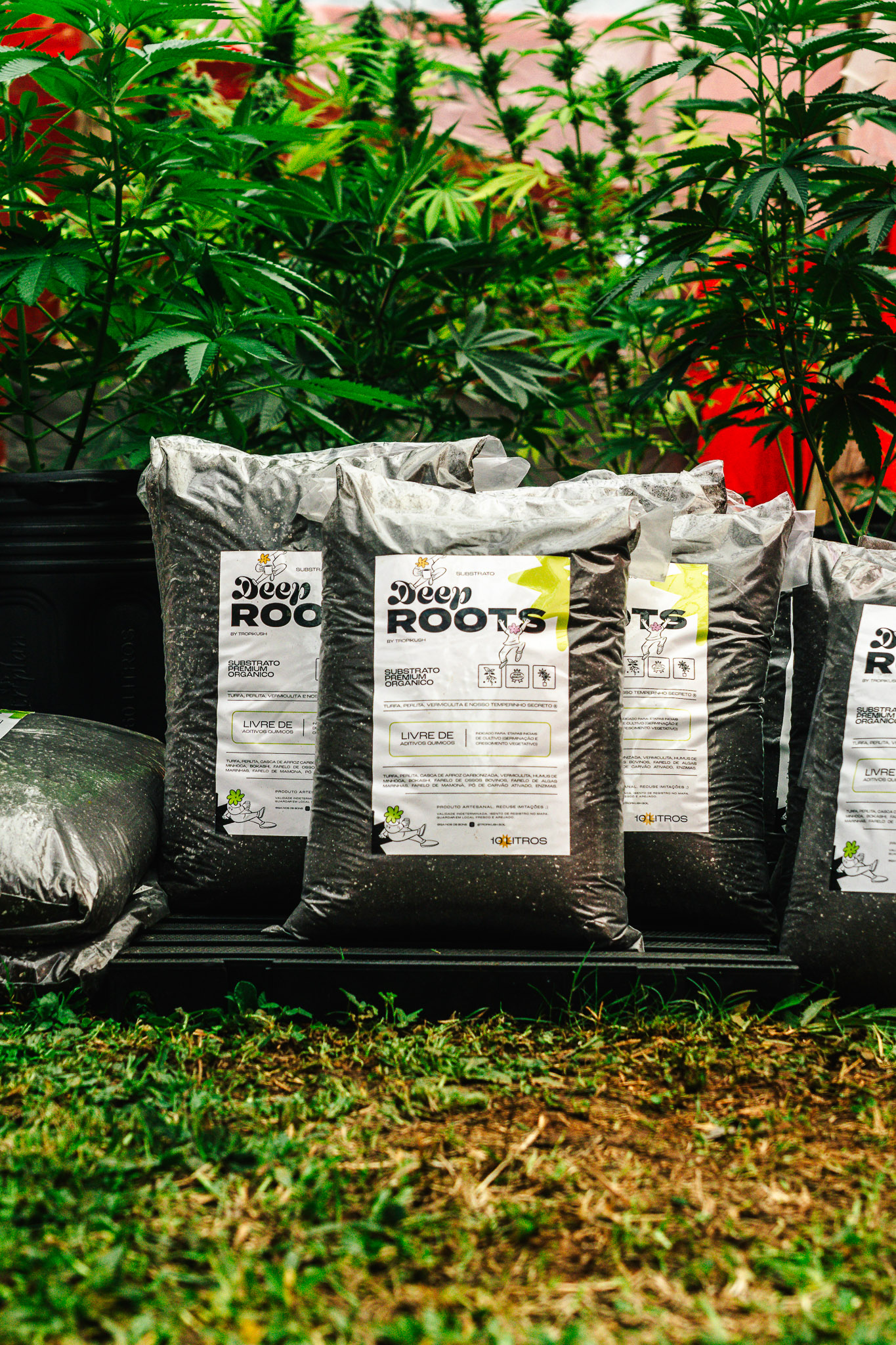 Plantas cultivadas com substrato orgânico Deep Roots