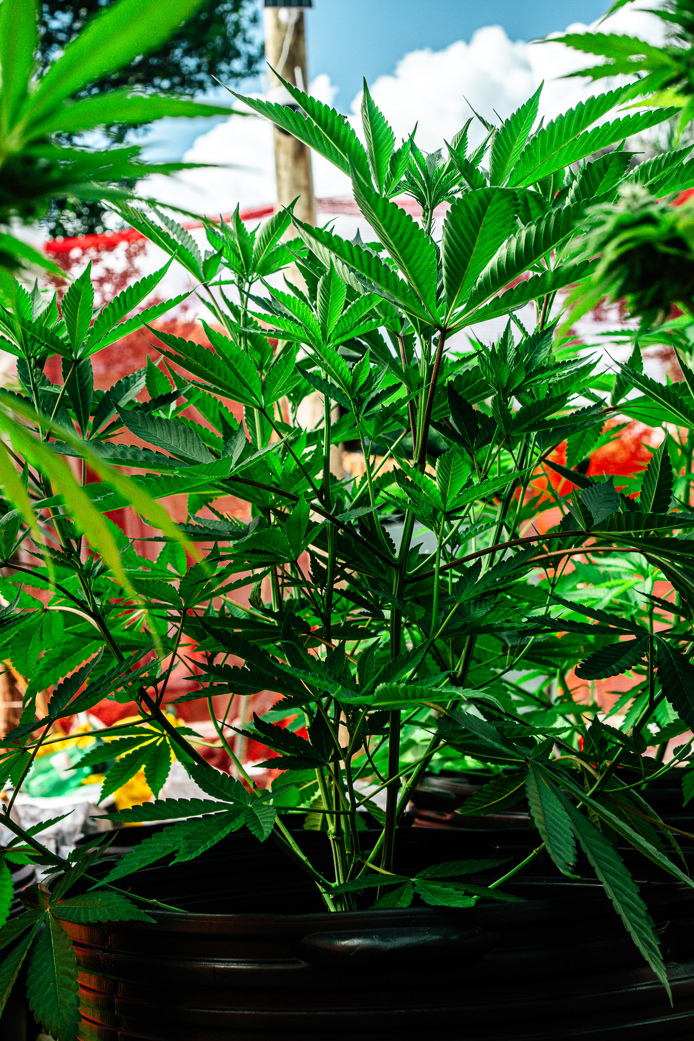 Planta vigorosa cultivada com substrato orgânico Deep Roots