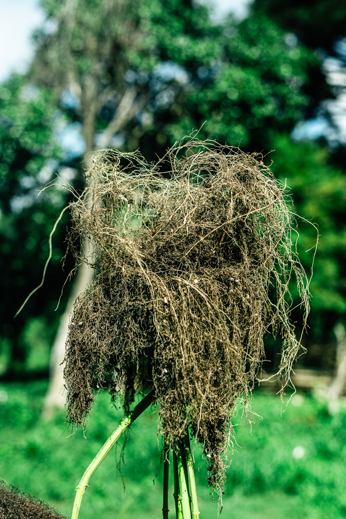 Sistema radicular denso cultivado com substrato Deep Roots