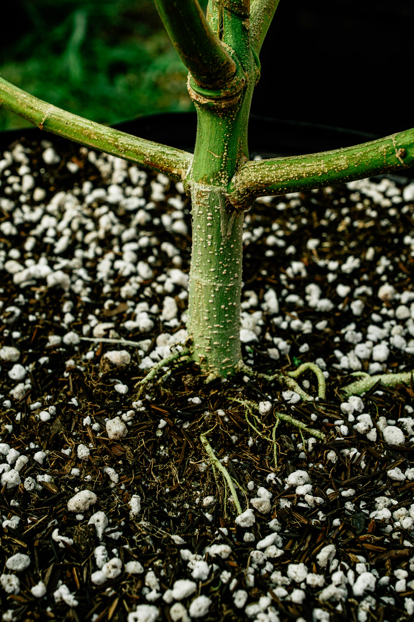 Textura aerada do substrato Deep Roots